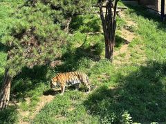 -大连森林动物园