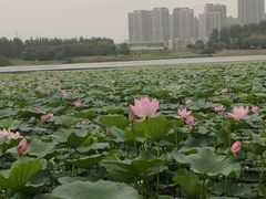 -丁香湖公园