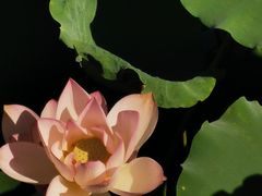 -中山公园