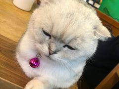 -李小姐の猫咖啡馆(五角场店)