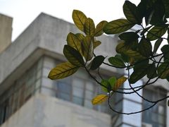 -东部华侨城