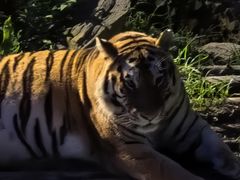 -大连森林动物园