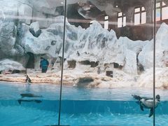 -帝企鹅自助餐厅•儿童岛•真企鹅(长隆企鹅酒店)