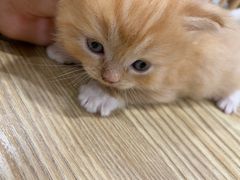 -楼上猫咖(罗湖店)
