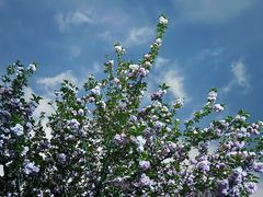 -四川大学(华西校区)