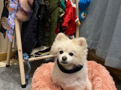 -喜多萌中农锦绣动物医院24H·猫科·牙科MRI·CT