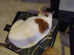 -平行世界·猫咖(首经贸店)