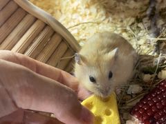-钓仓鼠(洋桥北里小区店)