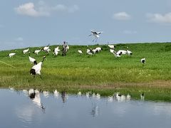 -黑龙江扎龙生态旅游区