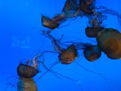 -太平洋海底世界