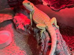 -酷以爬仙阁实体爬宠店·守宫·蜥蜴·专业繁育