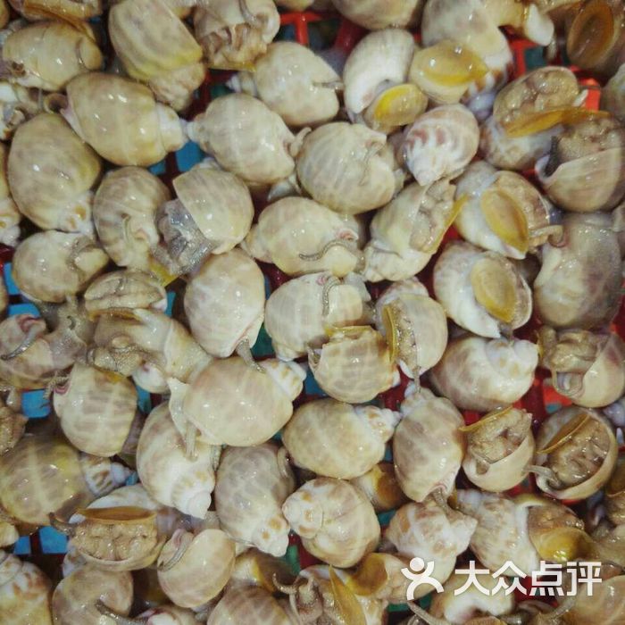 野生莲螺                 dpuser_2675833176           dpuser