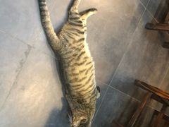 -意成料理