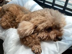 -爱诺耐芙动物医院(万博店)