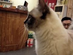 -猫色咖啡·猫咖
