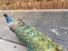 -春记潮汕牛肉火锅