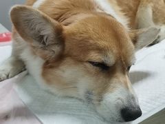 -谐和益家动物医院·免疫绝育·血液透析·宠保定点医院(高新伊藤分院)