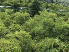 -陶祖圣境风景区