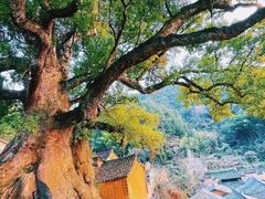 -杨家堂村