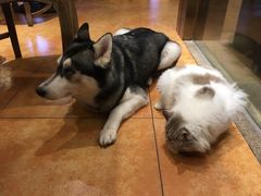 -more than meow吴止猫主题餐厅(承德 中船汇店)