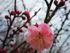-羊山湖公园