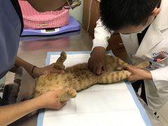 -纳吉亚猫专科动物医院博雅分院
