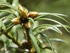 -上海佘山国家森林公园天马山园