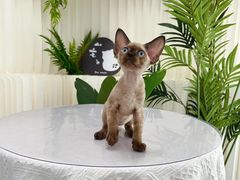 -山宅一喵德文卷毛猫舍