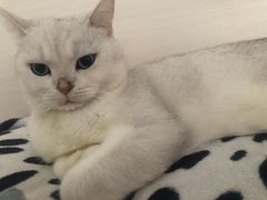 -屋虎猫馆(宝安大仟里店)