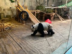 -深圳野生动物园