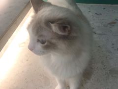 -飞行喵MR PILOT|猫舍·猫咖(静安大融城店)