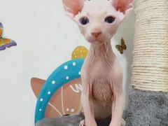 -喵百万·布偶·蓝金金渐层英短·猫舍(百子湾店)