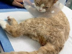-达爱动物医院·犬猫分区·CT·复杂眼科(远洋山水分院)