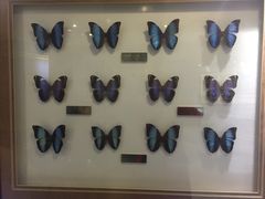 -上海昆虫博物馆