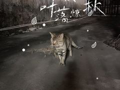 -猫岛主趣味餐厅(鼓浪屿店)