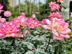 -人民公园(罗湖区)