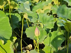 -楼外楼(西湖景区孤山路店)