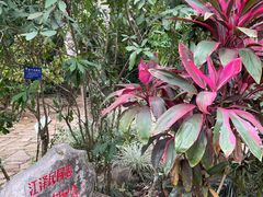 -中国科学院西双版纳热带植物园