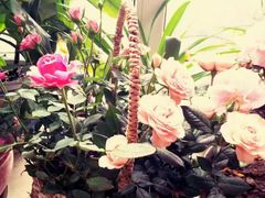 -三圣花乡旅游区