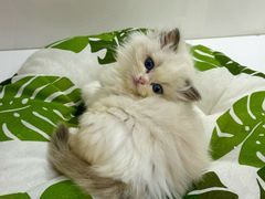 -青奢宠物·青奢猫舍