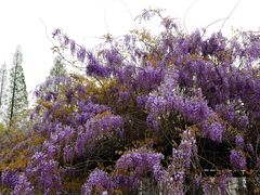 -黄海国家森林公园