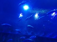 -成都浩海立方海洋公园