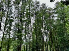 -南宁良凤江国家森林公园