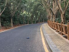 -银湖山郊野公园-相思林