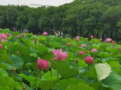 -荷塘月色湿地公园·向阳花洲