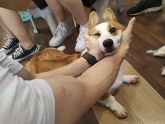 小兔叽蛋散-柯斗斗主题餐厅·狗咖·围炉煮茶·茶饮(国瑞升平里店)