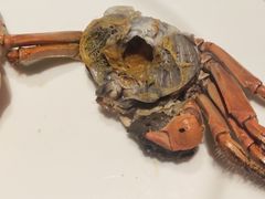 -广州中心皇冠假日酒店-环市食坊·海鲜自助餐厅