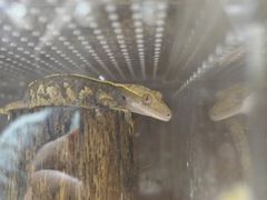 -酷以爬仙阁实体爬宠店·守宫·蜥蜴·专业繁育