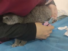 -美联众合动物医院·24h京西诊疗中心