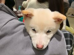 -逗柴咖啡屋·狗咖猫咖宠物桌游